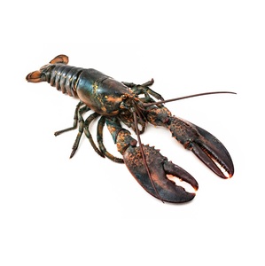 กุ้งมังกรแช่แข็ง / หางกุ้งมังกรแช่แข็ง / กุ้งมังกรสด - Product Image 4