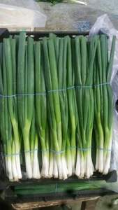 ต้นหอมต้นหอม \ ต้นหอมสดใหม่ฤดูใหม่คุณภาพสูงในราคาถูก - Product Image 6