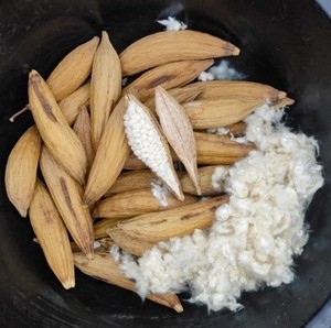 Eco Kapok Pod para pájaros y hámsteres-Relleno de fibra natural suave para anidación, ropa de cama y comodidad de jaula para mascotas - Product Image 5