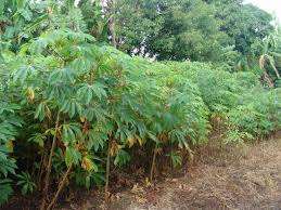 Feuilles de manioc surgelées naturelles pour la cuisine africaine, approvisionnement en vrac standard d'exportation de qualité d'usine du Vietnam - Product Image 5