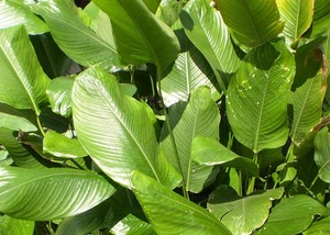 FEUILLES DE PHRYNIUM NATURELLES BIOLOGIQUES CONGELÉES/QUALITÉ PROPRE/PRÊT À L'EMPLOI POUR L'EXPORTATION ALIMENTAIRE - Product Image 6