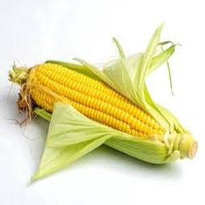 Suministro Agrícola de Maíz Amarillo Fresco, No Transgénico, para Consumo Humano a Precio Económico - Product Image 4