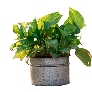 Macetero de Metal galvanizado con soporte, Juego de 2 plantas para decoración del hogar - Product Image 1