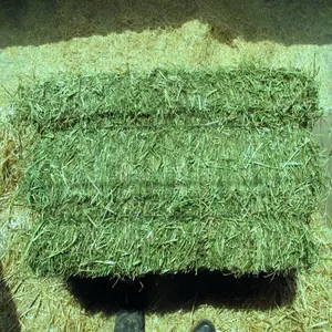 Pacas de heno de alfalfa 100% de alta calidad y gránulos de alfalfa para alimentación animal