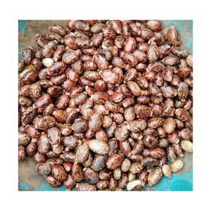 เมล็ดละหุ่งเกรดพรีเมี่ยมเกรดพรีเมี่ยม - Product Image 6