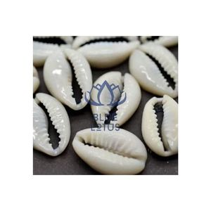 Petite plage en coquillage de vache Vietnam - Product Image 2