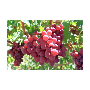 Raisins noirs frais, arôme sucré, peau lisse, riches en nutriments, récoltés dans les vignobles, qualité supérieure, qualité d'exportation - Product Image 5