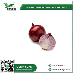 Oignon rouge frais pour usage industriel parfait pour la déshydratation de la transformation des aliments et la production de poudre pour la vente en gros - Product Image 6