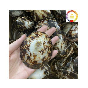 Copa de martini de concha marina de alta calidad para Bar de resort tropical y regalo de boda inspirado en la costa - Product Image 1