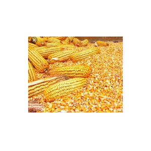 Maïs sec de qualité supérieure, vente en gros de maïs jaune, Non-gm, brésil, vente en gros - Product Image 1