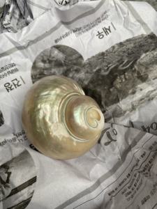 Vietnam Natural Turbo Seashell Handmade Eco Friendly Decorative Bulk Packaging - Product Image 2