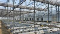 Serre de tomate à faible coût Film plastique multi-travée Serre en dents de scie Fabrication Fournisseur Serre avec système hydroponique