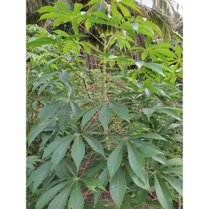 HOJAS DE YUCA ENTERAS Y FRESCAS/VERDE VIBRANTE/ORGÁNICO Y SALUDABLE/GRADO PREMIUM/HECHO EN VIETNAM - Product Image 5