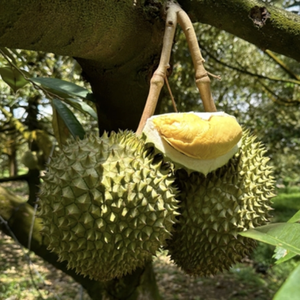 Durian liofilizado proveedor de Vietnam con sabor de primera calidad al mejor precio - Product Image 2