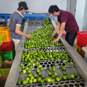 Limón fresco vietnamita, el limón que mató a las semillas, cítricos de fama mundial - Product Image 1