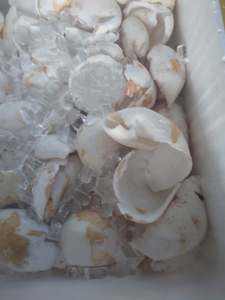 เนื้อมะพร้าวเวียดนามแช่แข็ง IQF คุณภาพพรีเมียม ไขมันสูง สำหรับอุตสาหกรรมอาหาร จำหน่ายจำนวนมาก - Product Image 4