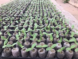 Pellets de tourbe de coco pour l'ensemencement des données d'or d'usine 99 - Product Image 6