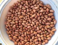 Arachides de l'afrique