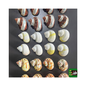 Coquillages Turbo Burgess de haute qualité pour la décoration/origine du Vietnam, tailles et conceptions assorties, artisanat standard d'exportation - Product Image 3