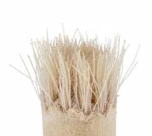 BrightNourish Organic Herbal Wooden Tooth Stick Natural Whitening Gum Health Eco Friendly Dental Hygiene Cleaning <b>Miswak</b> - Product Image 5