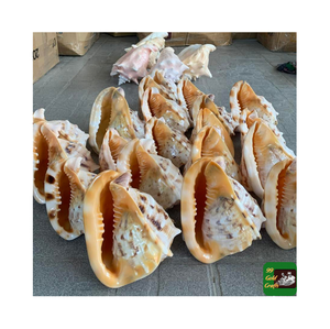 Việt Nam cassis Cornuta Shell cassis Cornuta Seashell kích thước lớn vỏ ốc xà cừ kích thước lớn Quà tặng đám cưới cho khách - Product Image 2