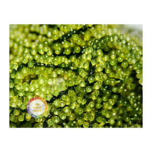 องุ่นทะเลอบแห้งคุณภาพเยี่ยมจากเวียดนามรสชาติดีเยี่ยมและอร่อยสุดๆสำหรับตลาดส่งออก - Product Image 5