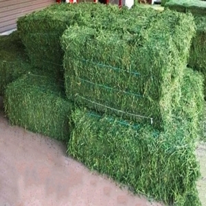 Premium Alfalfa <b>Hay</b> Animal Feed High Protein 18% Sun-Dried Bales Wholesale Export Cattle Pig Dog Chicken 40kg PP <b>Bags</b> 2 Year - Product Image 1