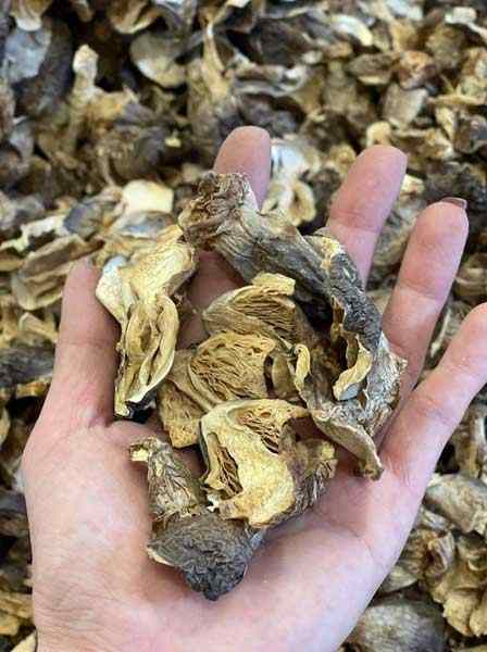 RICH in NUTRIRIENT DRIED STRAW MUSHROOM - High Quality Product From Vietnam - Agricultural Products Rich in Nutrients
