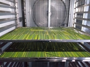 Vente en gros de 100% pailles d'herbe naturelle par Eco2go Vietnam Bon prix Accessoires de verres écologiques personnalisés Pailles à boire en herbe - Product Image 5