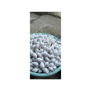 Paquete surtido de conchas marinas para fines educativos Proyectos escolares y actividades de aprendizaje exportador de conchas de Caracol de Vietnam - Product Image 4