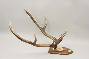 เขากวางสำหรับขาย - Product Image 2