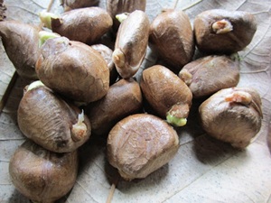 ถั่วและเมล็ดถั่วอบแห้งออร์แกนิก - Product Image 2