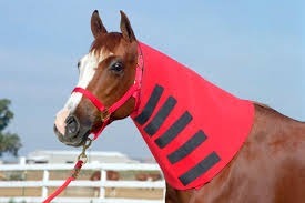 Cache-cou en néoprène pour cheval, équipement équestre, accessoires pour chevaux, couverture pour cheval, cache-cou professionnel pour la transpiration des chevaux - Product Image 6