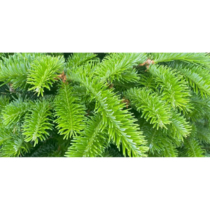 Sapin de Fraser de 8 pieds, fraîchement coupé, parfum intense, idéal pour les traditions familiales de vacances - Product Image 6