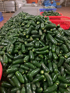 EXPORTADOR DE VIETNAM PIMIENTA JALAPENO VERDE FRESCO PREMIUM - Product Image 5