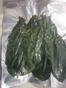 Hojas de Guanábana Secas de Calidad de Exportación, Annona Muricata, Hoja Entera para Té, Suministro Crudo - Product Image 4