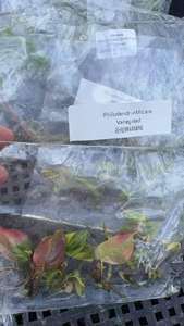 Plante rare de Philodendron Micans variegata en culture tissulaire - Feuille veloutée 3-5 cm, cultivée en laboratoire et certifiée phytosanitaire - Product Image 5