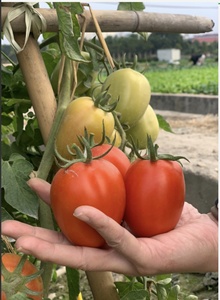 Semillas de Tomate Híbrido ARMY F1 - Product Image 3