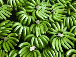 Organic Green Plantain <b>Banana</b>/<b>Fresh</b> Green Plantains for Export - Product Image 4