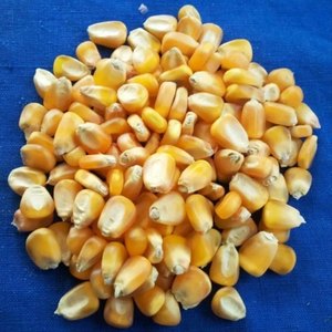 Maíz Amarillo/blanco de alta calidad al por mayor a la venta a granel - Product Image 4