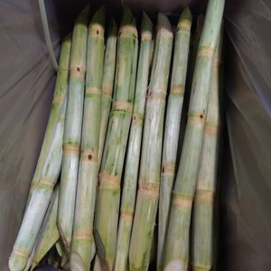 Bâtonnets de canne à sucre surgelés IQF en vrac, qualité supérieure pour la production de boissons et la transformation alimentaire par VIET D.E.L.T.A - Product Image 4