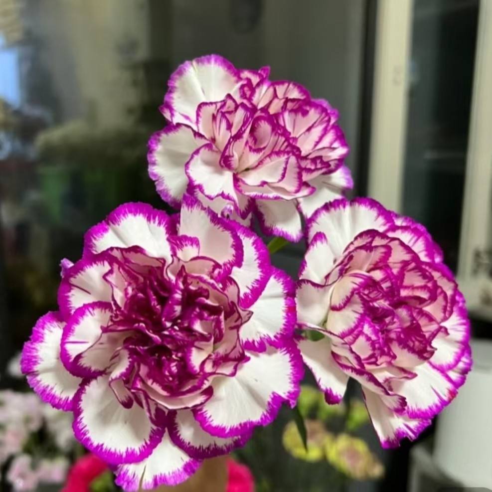 สีม่วงขอบคาร์เนชั่น