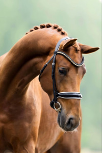 Bride de dressage en cuir noir avec muserolle blanche rembourrée et rênes en cuir bande de sourcils étincelante incluse produits pour chevaux - Product Image 2