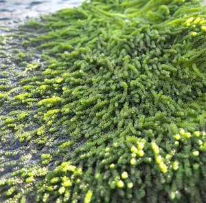 Uvas marinas de importación/exportación, superventas en Vietnam, Ms Kathy - Product Image 5