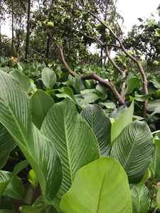 อาหารห่อใบไม้สีเขียวสดที่เป็นมิตรต่อสิ่งแวดล้อม - Product Image 5