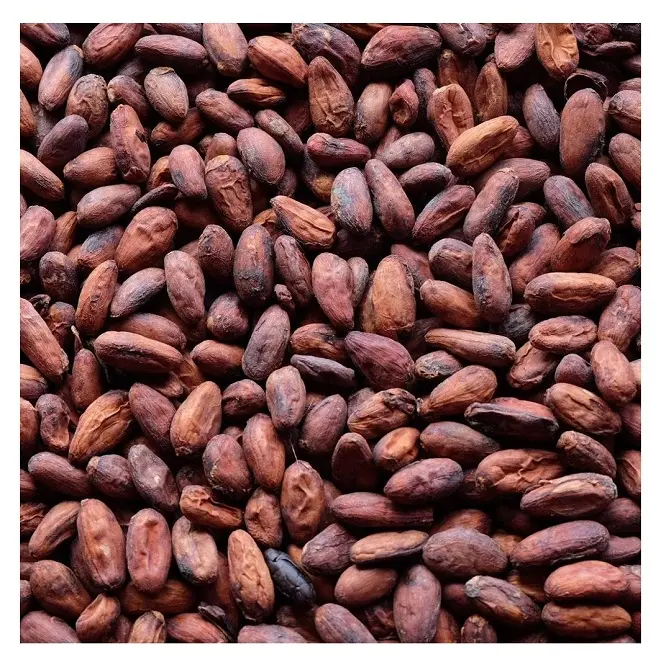 Cuocere il materiale naturale prezzo all'ingrosso fave di cacao crude essiccate in vendita