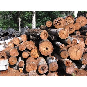 ไม้เนื้ออ่อนสำหรับทำโครงไม้มุงหลังคาและงานช่างไม้ - Product Image 1