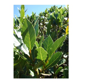 Asequible hoja de laurel en venta fresca y aromática disponible en pedidos al por mayor listo para la entrega en todo el mundo - Product Image 6