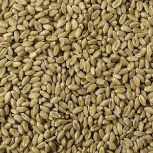 Granos de Trigo Integral de Primera Calidad, Ricos en Fibra y Nutrientes, Ideales para Hornear, Cocinar y Preparar Comidas Caseras Saludables, en Venta - Product Image 5