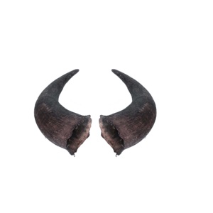 Cuerno par de búfalo Fabricante de India Cuerno par de búfalo pulido para el par de cuernos de vaca y buey más vendido - Product Image 5